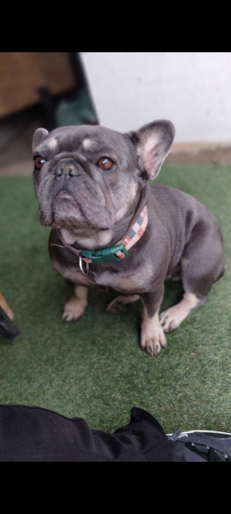 Bella, lost dog, French bulldog