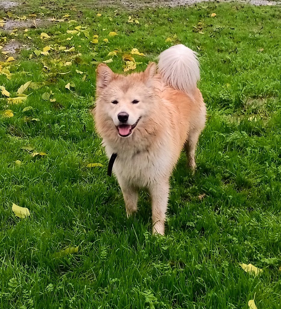 Furby, lost dog, Husky