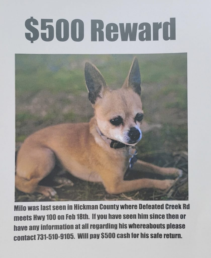 Milo, lost dog, Chihuahua