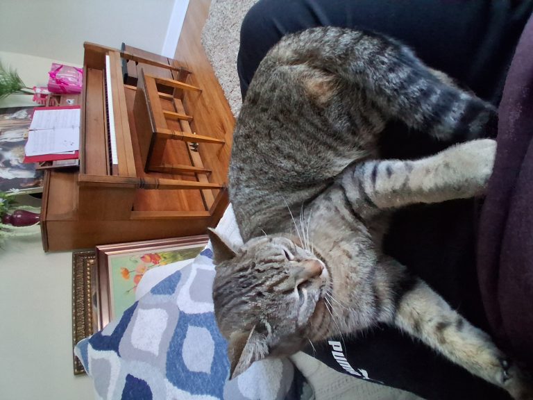 Diesel, lost cat, American shorthair
