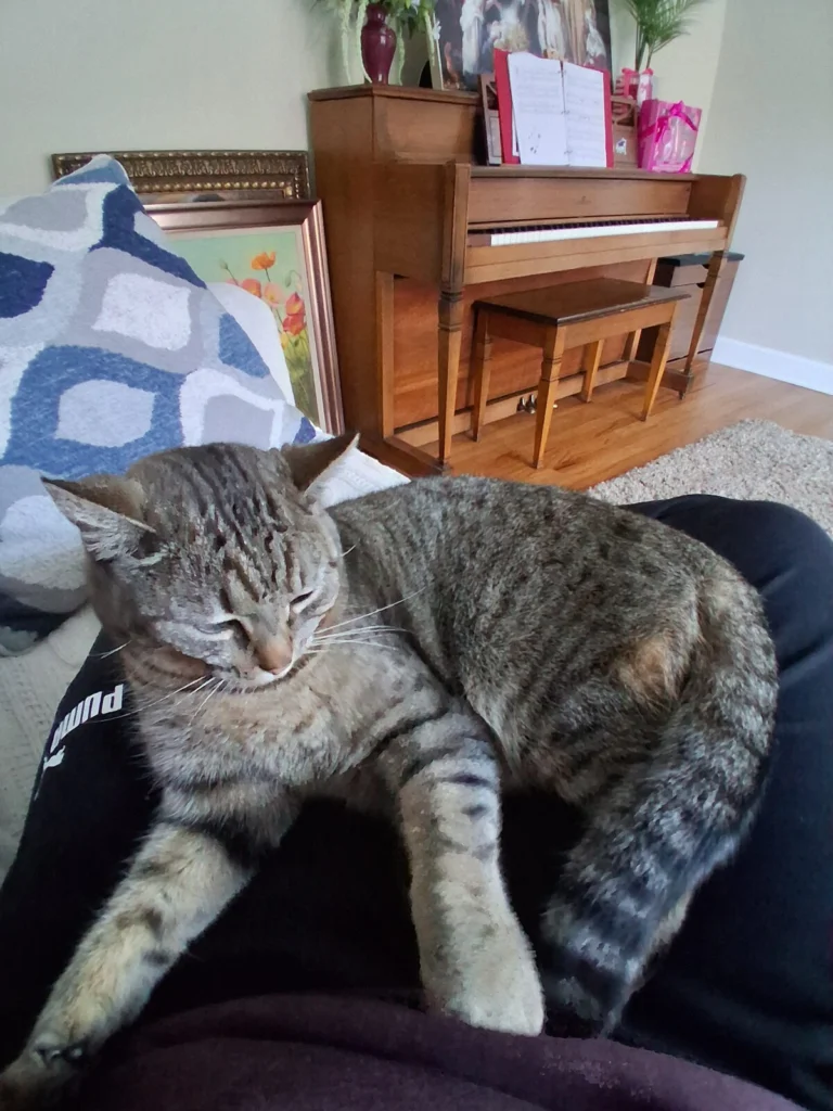 Diesel, lost cat, American shorthair