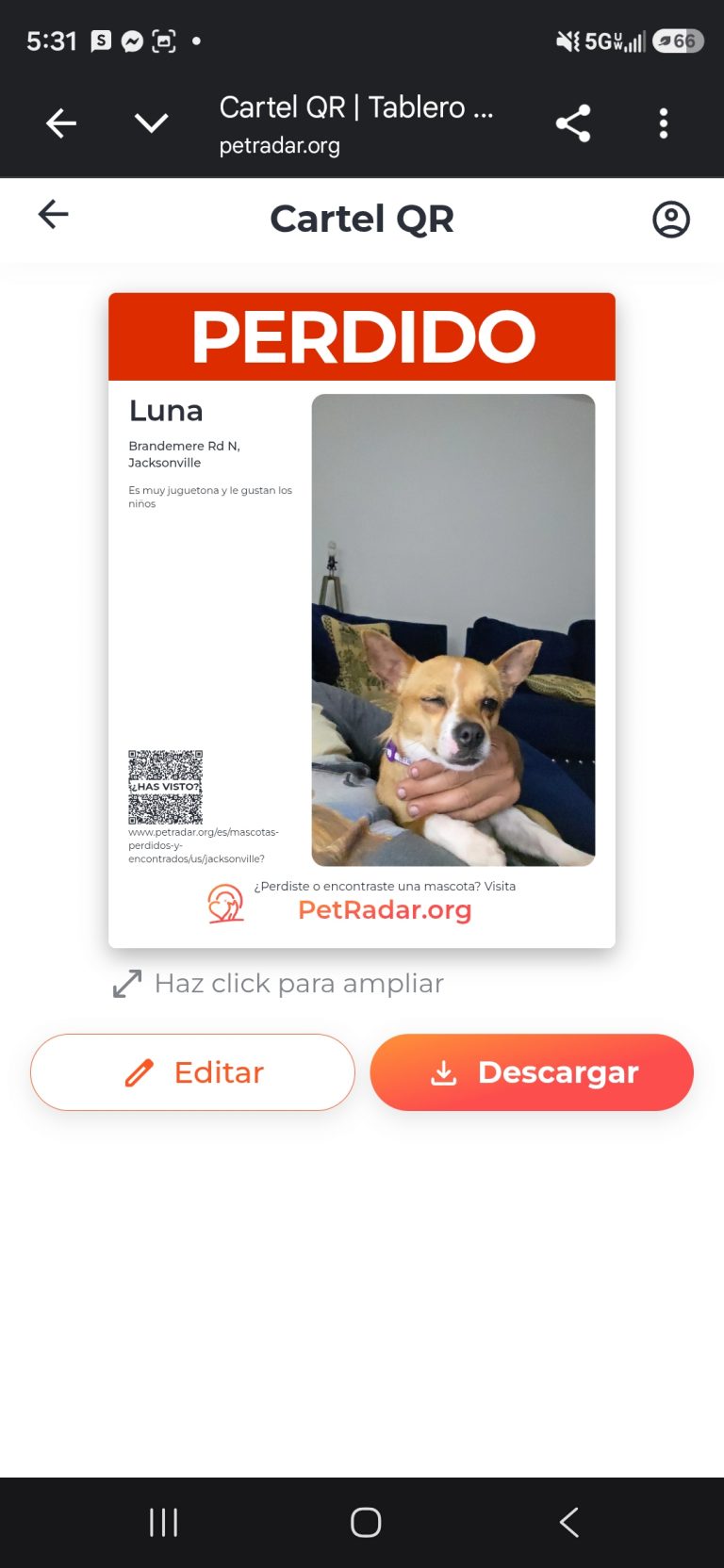 Luna, lost dog, Chihuahua