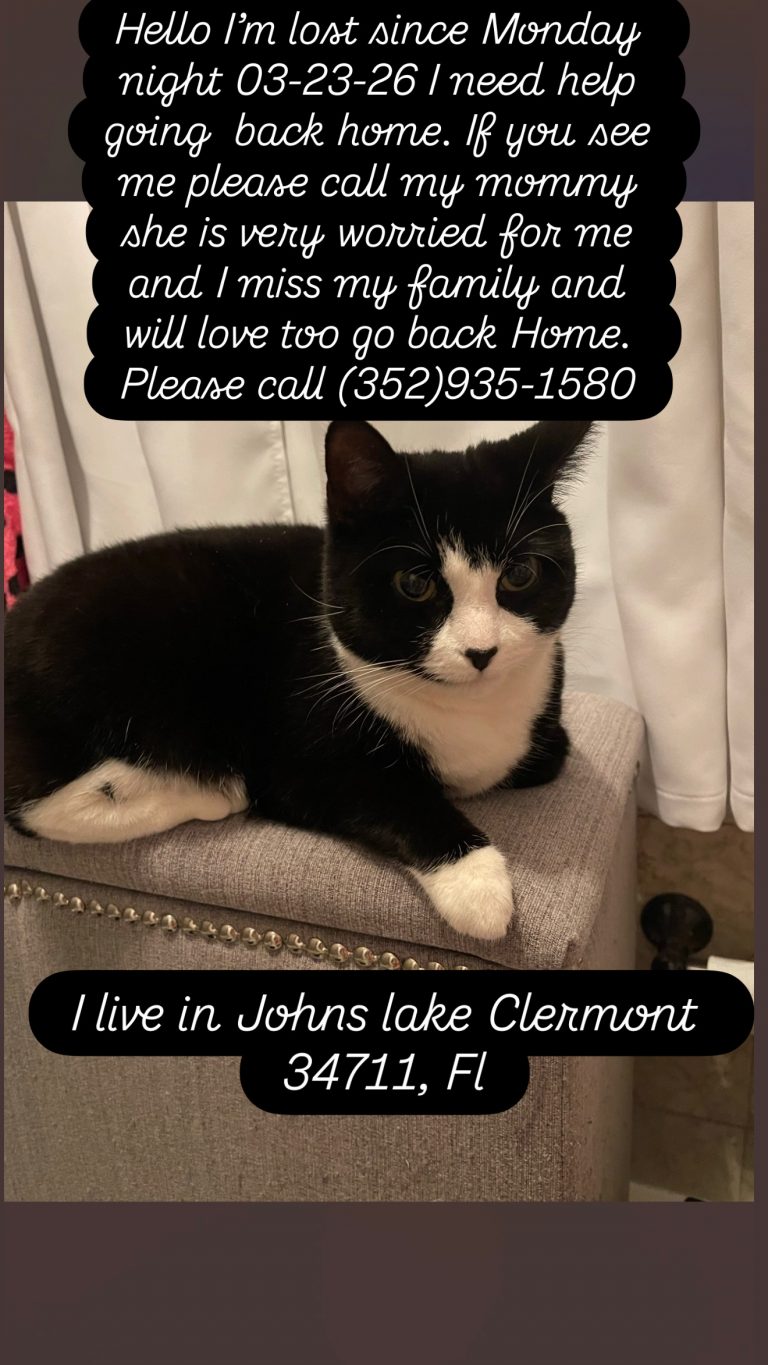 Diamond, lost cat, Manx
