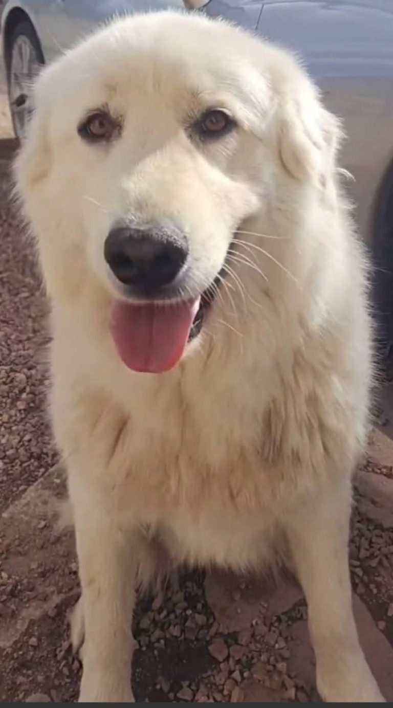 Osa, lost dog, Great Pyrenees