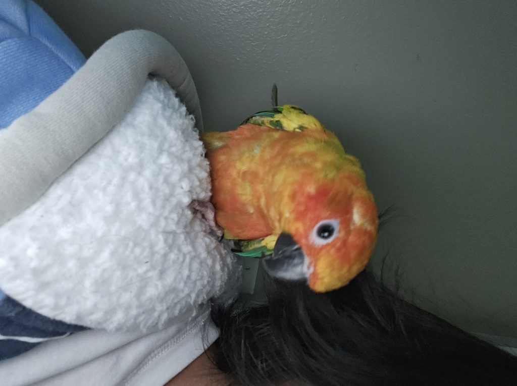 Solay, lost bird, sun conure