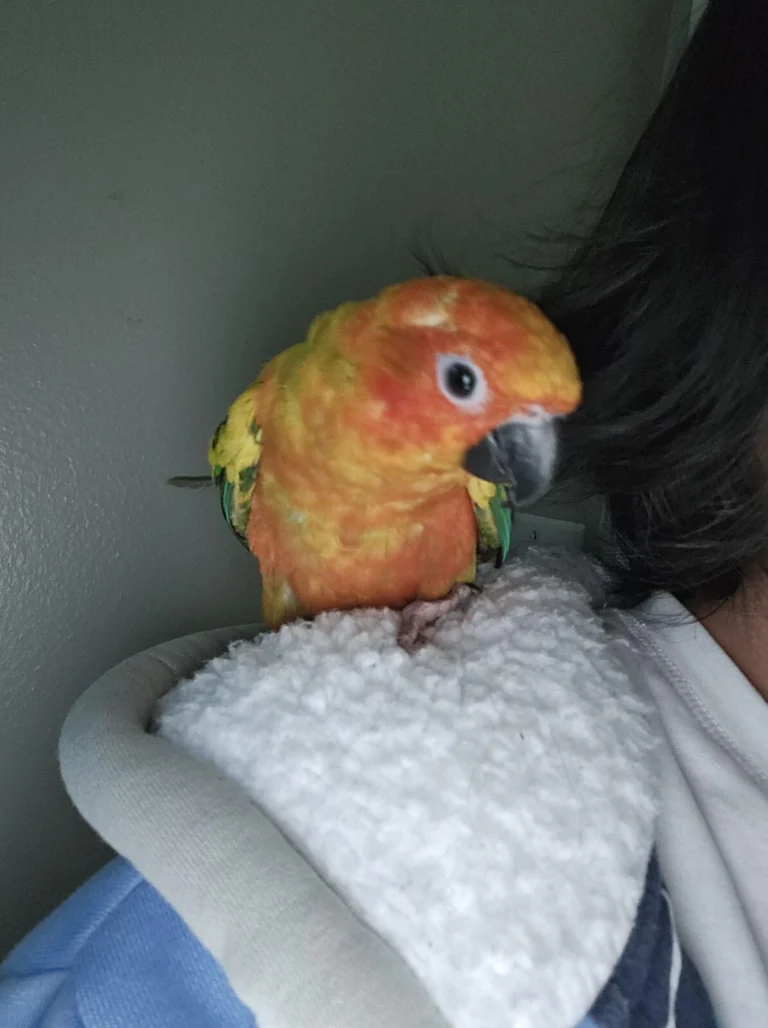 Solay, lost bird, sun conure
