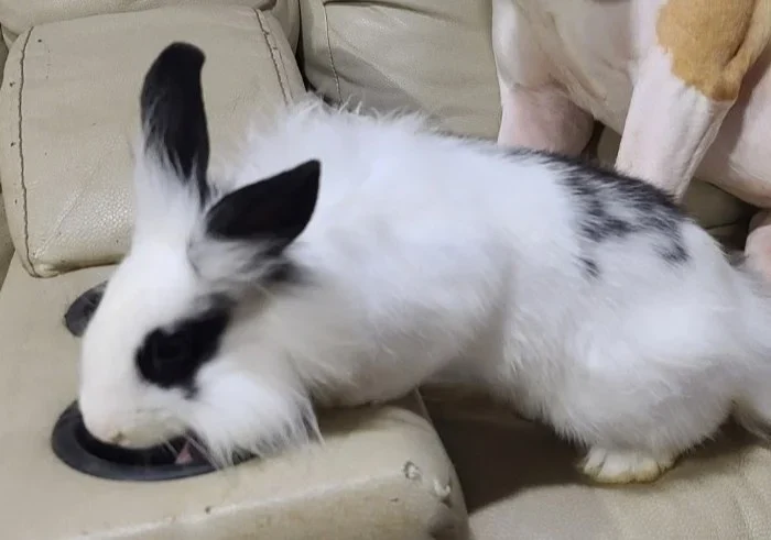 Pepper, lost other, lionhead mix rabbit