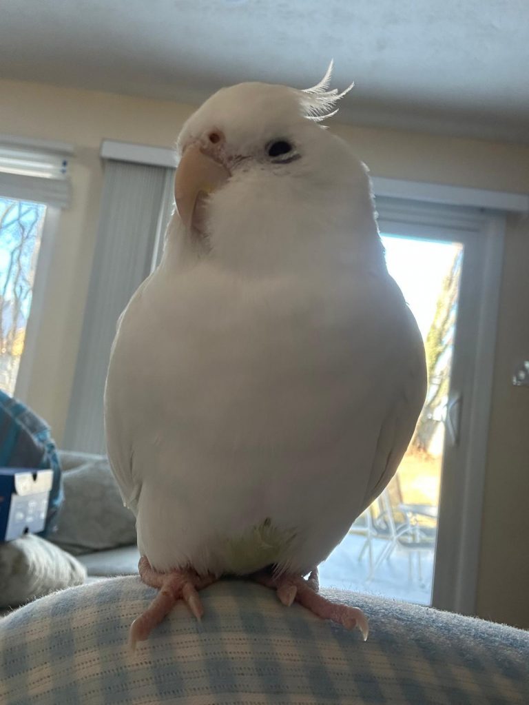 Coconut, lost cat, Cockatiel