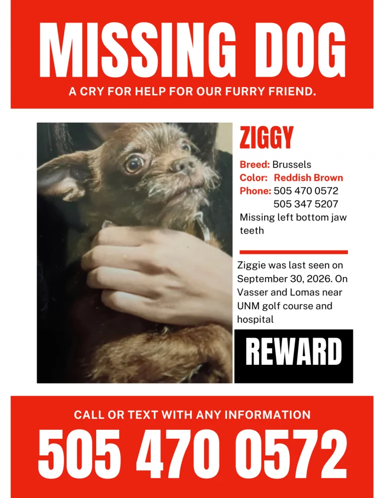 Ziggy, lost dog, Brussels griffon mix