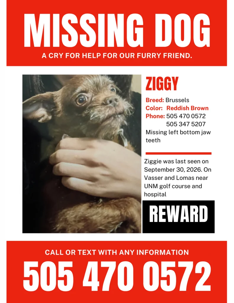 Ziggy, lost dog, Brussels griffon mix