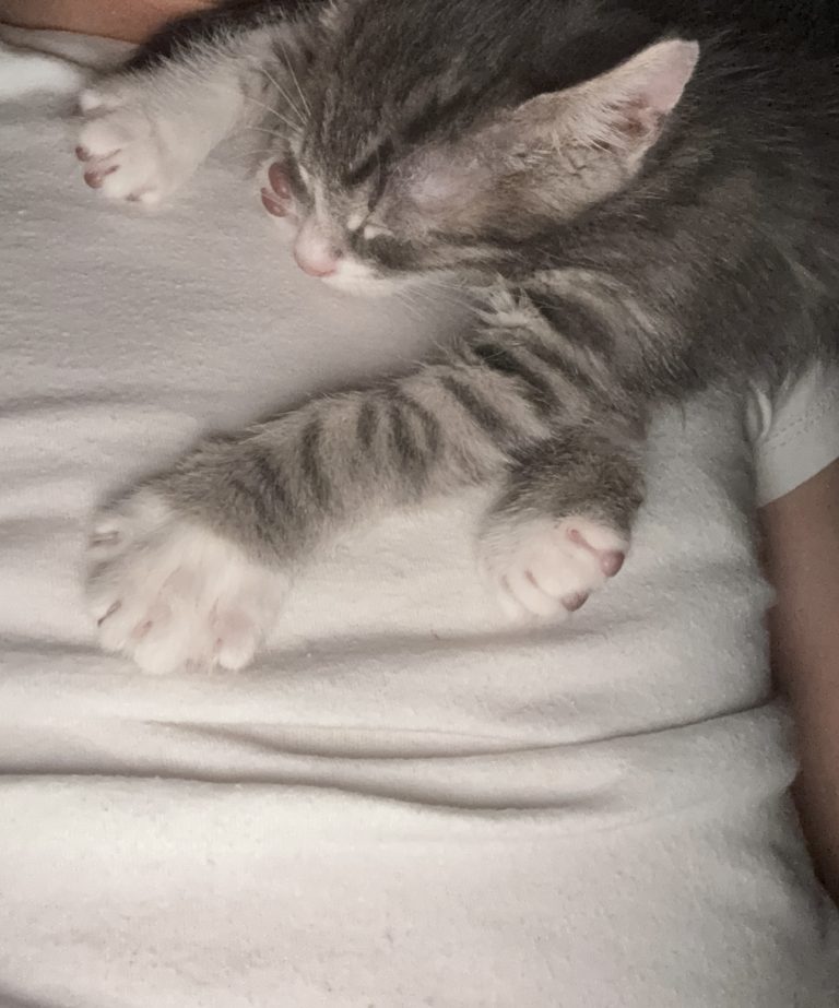 Thomasin, lost cat, unknown