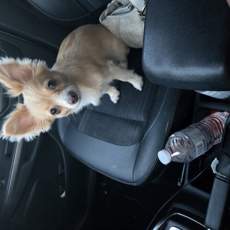 Dilcy, lost dog, Chihuahua papillon