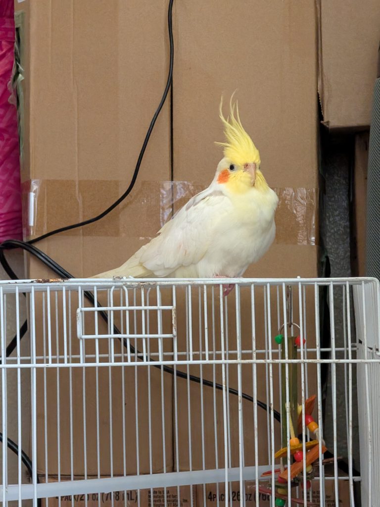 Togepi, lost bird, Lutino