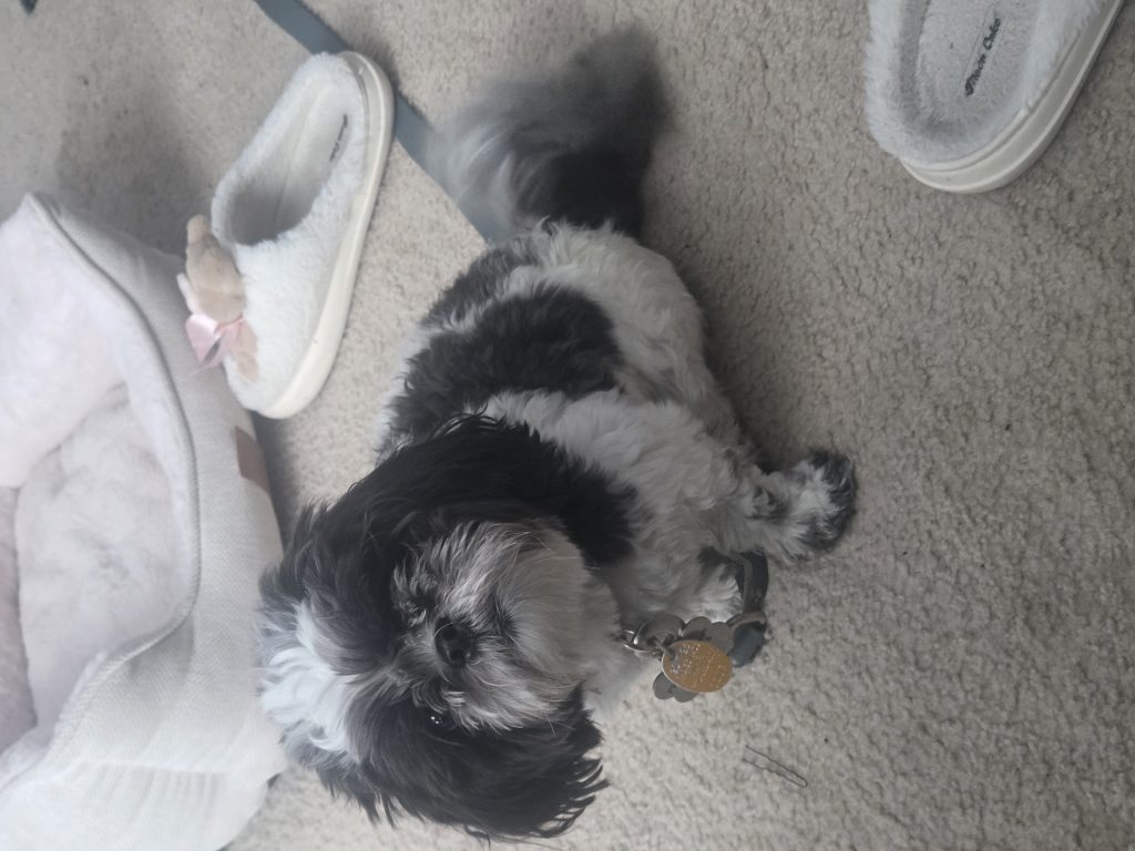 Rhya, lost dog, Shih zhu
