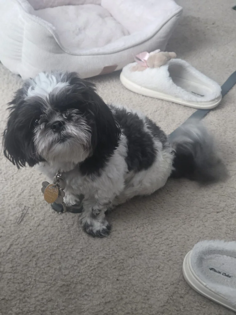 Rhya, lost dog, Shih zhu
