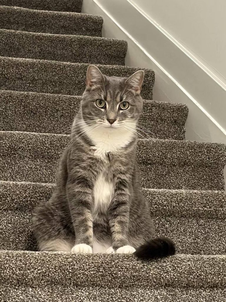 Presley, lost cat, Domestic Short hair