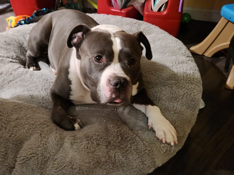 Akuma, lost dog, Pitbull
