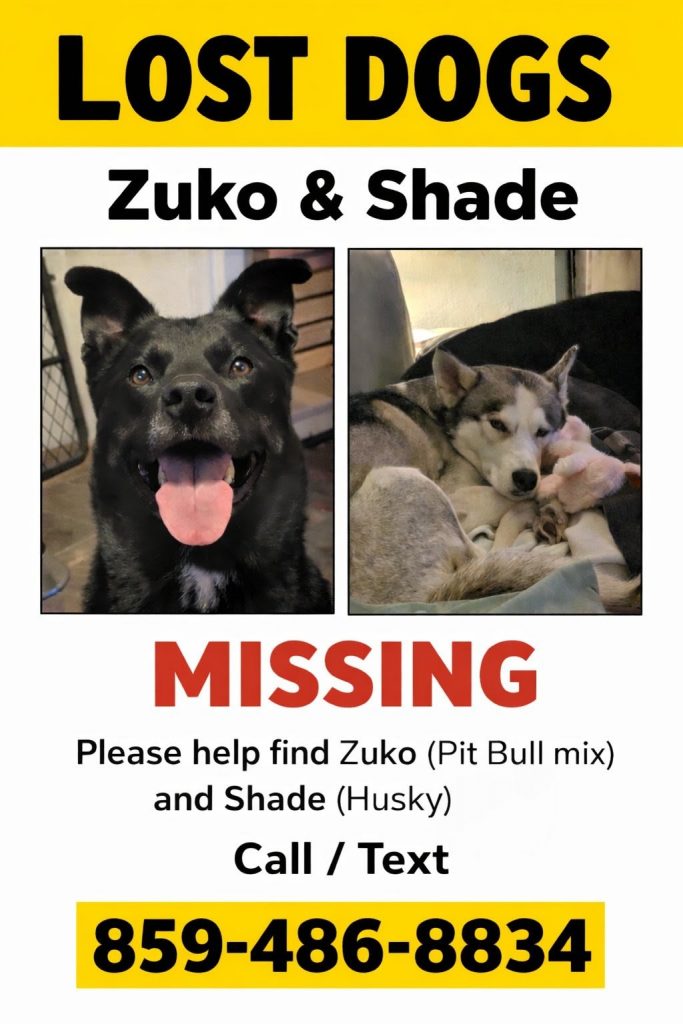 Zuko And Shade, lost dog, Pit Mastiff Mix and Husky