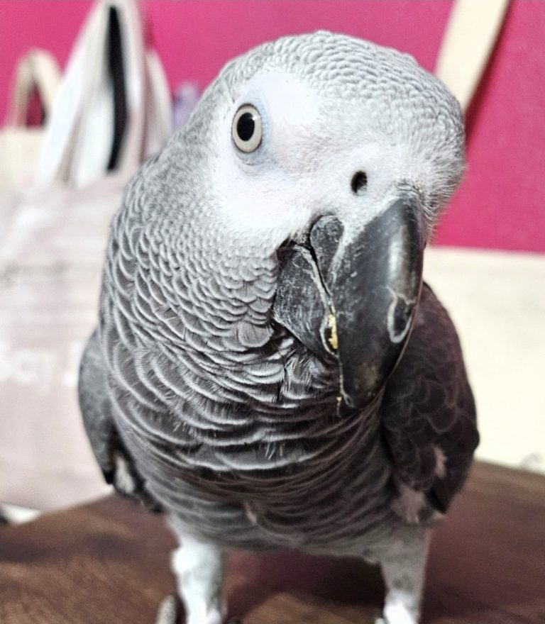 Silver, lost bird, Congo African Gray Bird