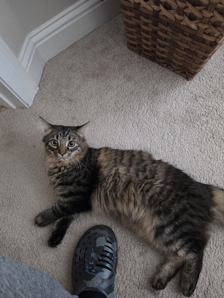 Verso, lost cat, Domestic Mediumhair