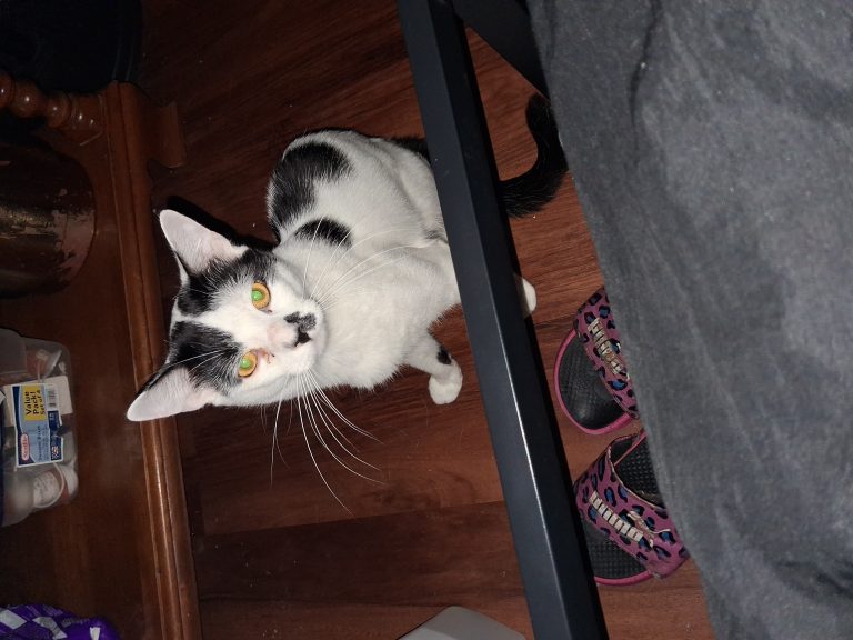 Buddy, lost cat, No idea