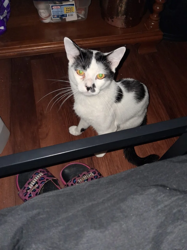 Buddy, lost cat, No idea