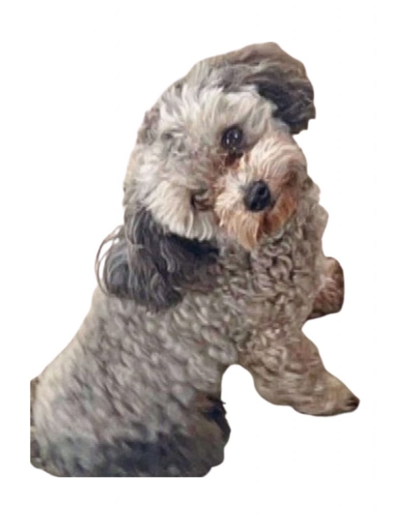 MJ, lost dog, Poodle mix