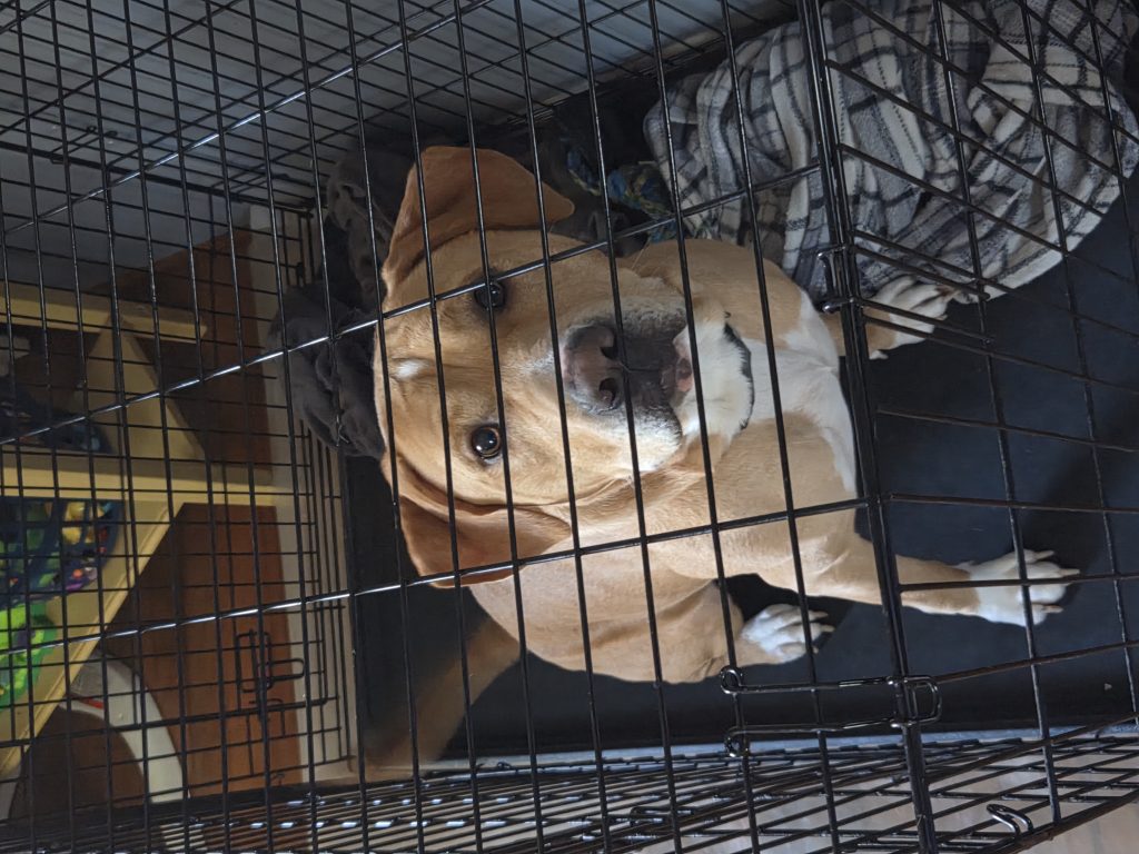 Chugus, lost dog, Idk