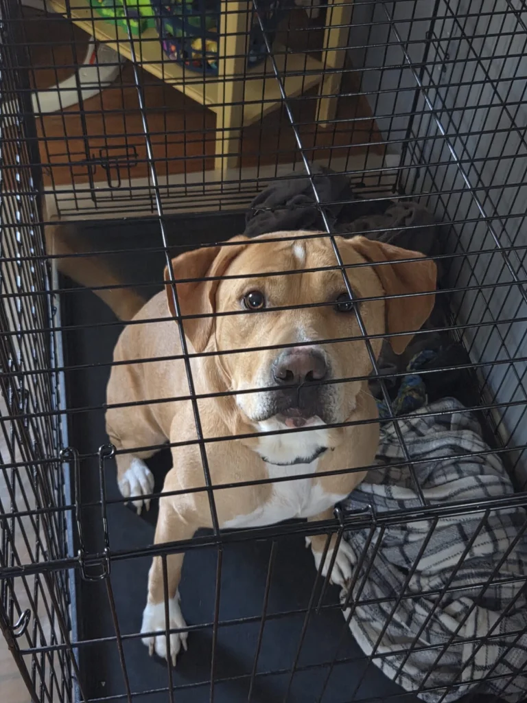 Chugus, lost dog, Idk