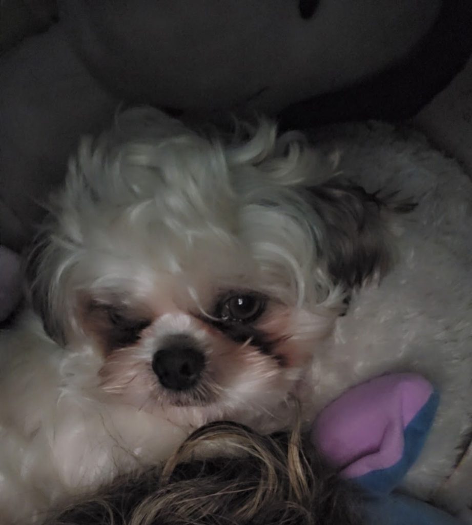 Butter, lost dog, Shih tzu
