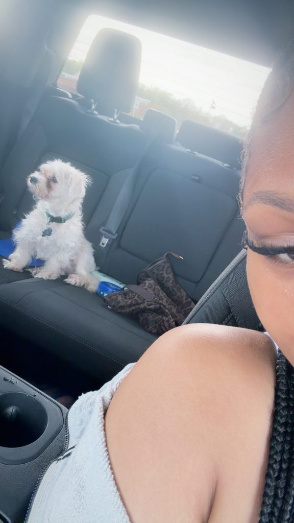 Mylo, lost dog, Maltese maltipoo