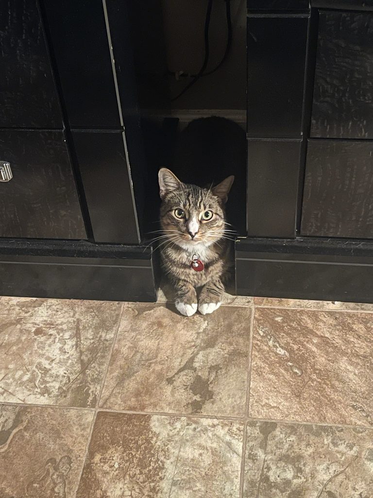 Paco, lost cat, Domestic short hair