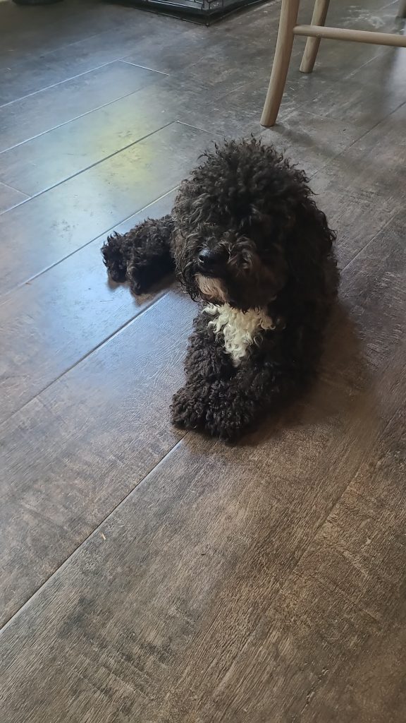 Oreo, lost dog, Poodle