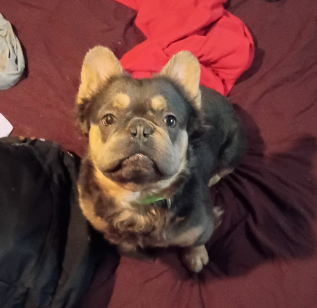 Bruno, lost dog, French bulldog