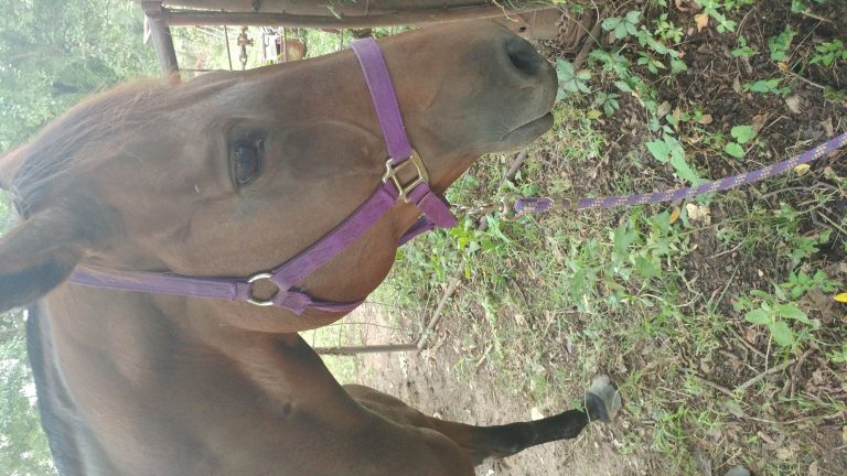Rainy, lost other, Quarterhorse