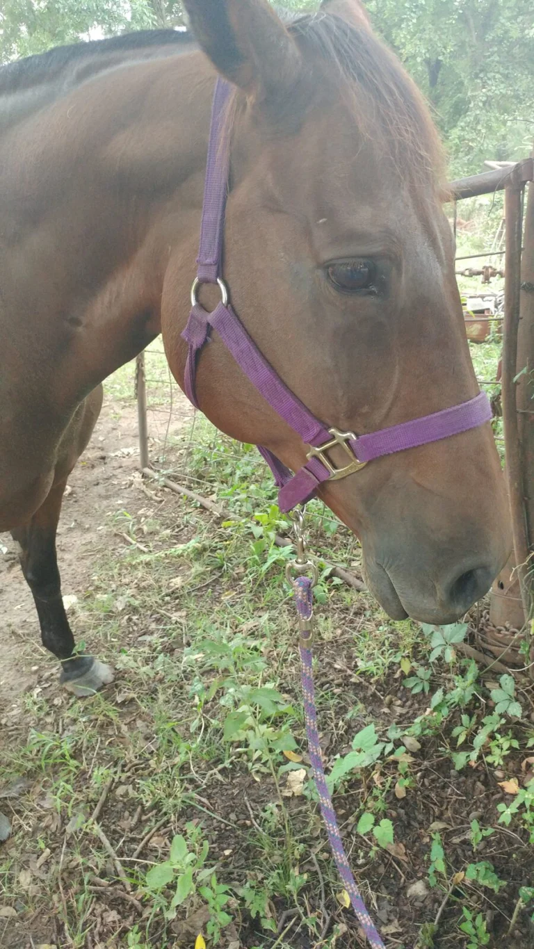 Rainy, lost other, Quarterhorse