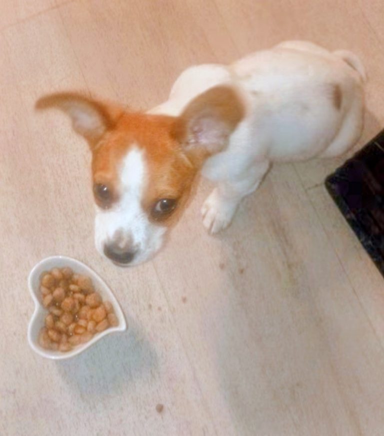 Bambi, lost dog, Jack Russell Terrier / Mix