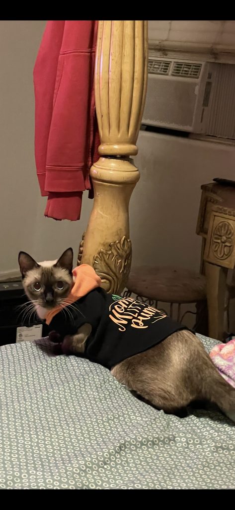 Sapphire, lost cat, Siamese