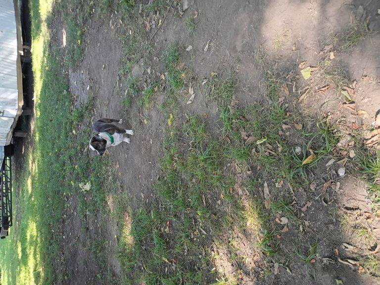 Cherokee, lost dog, Datsun
