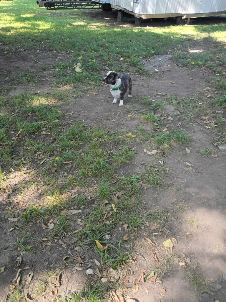 Cherokee, lost dog, Datsun