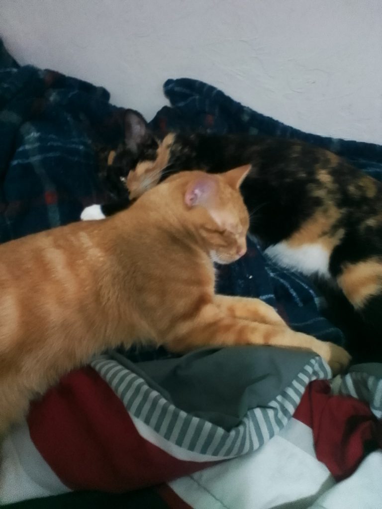 Cocar, lost cat, Tabi