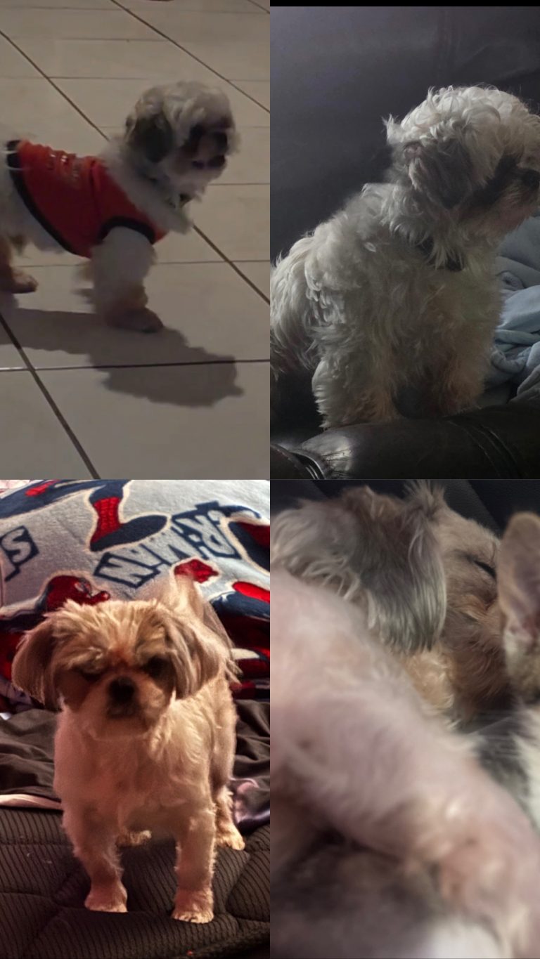 Butter, lost dog, shih tzu