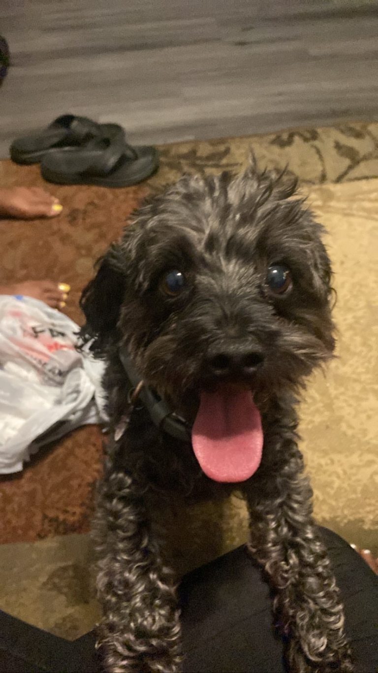 Melo, lost dog, Yorkipoo