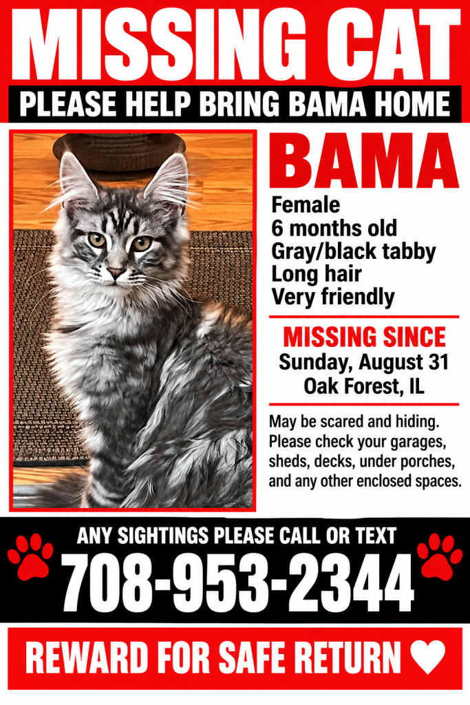 Bama, lost cat, Long Hair Tabby