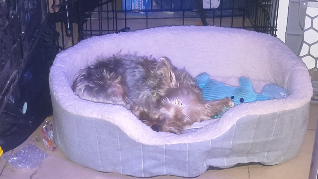 Boss, lost dog, Yorkshire Terrier