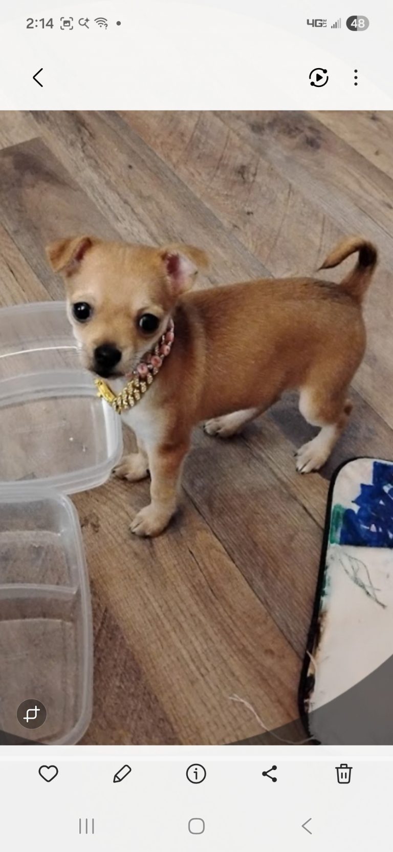 LIl GIRL, lost dog, Chihuahua