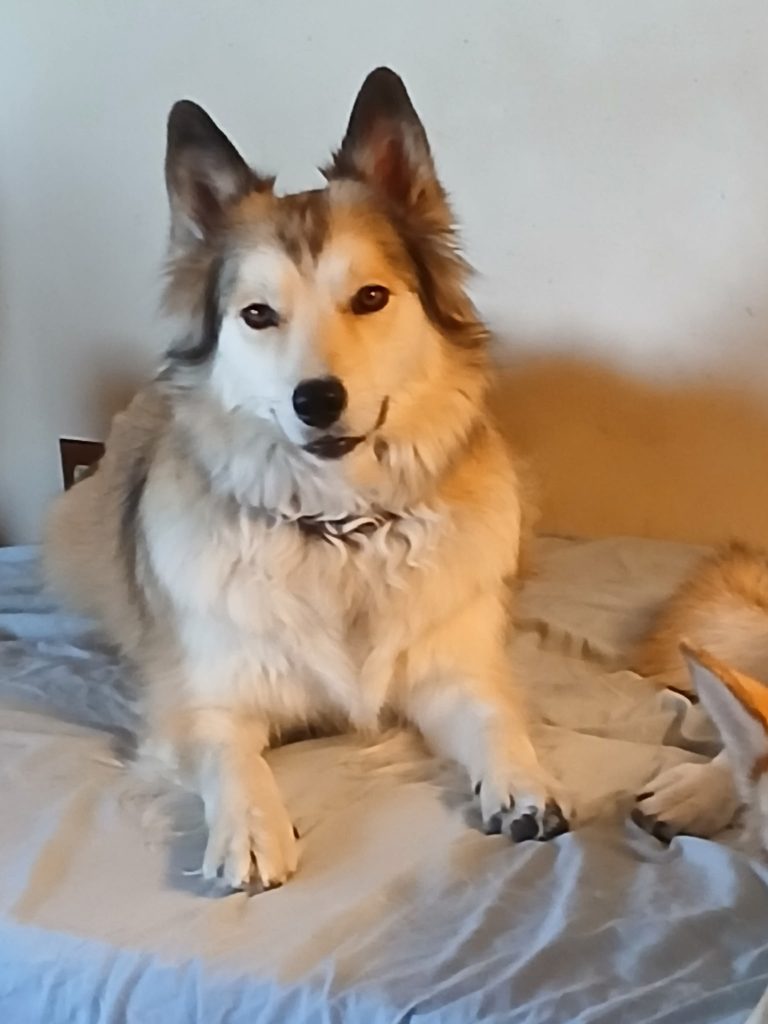 Five, lost dog, Husky Mix