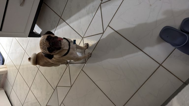 Toby, lost dog, Pug