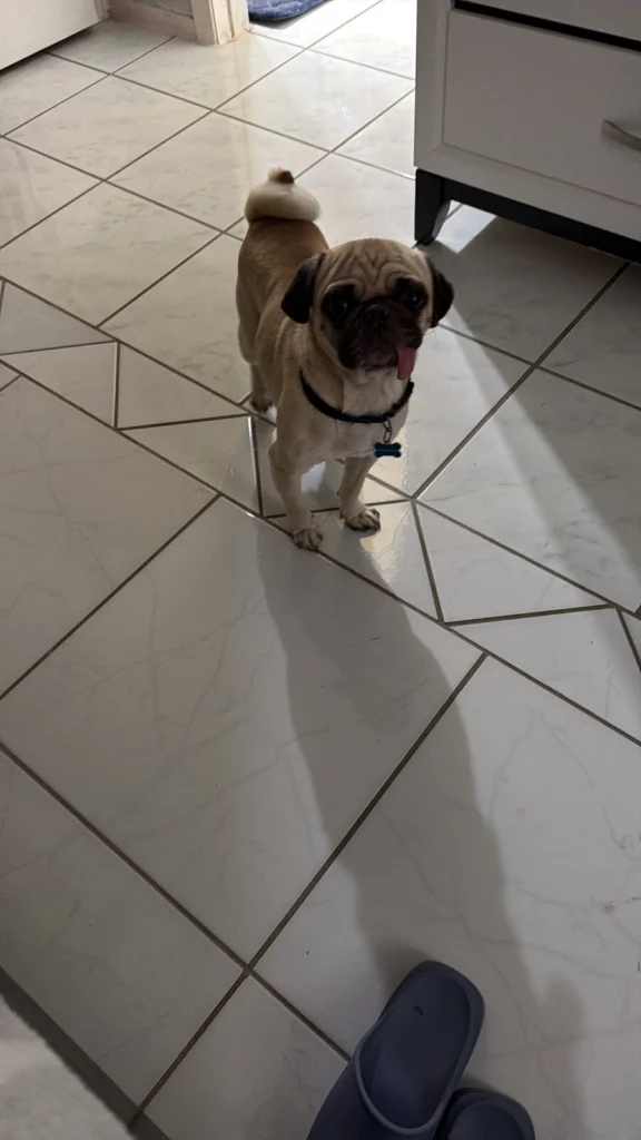Toby, lost dog, Pug