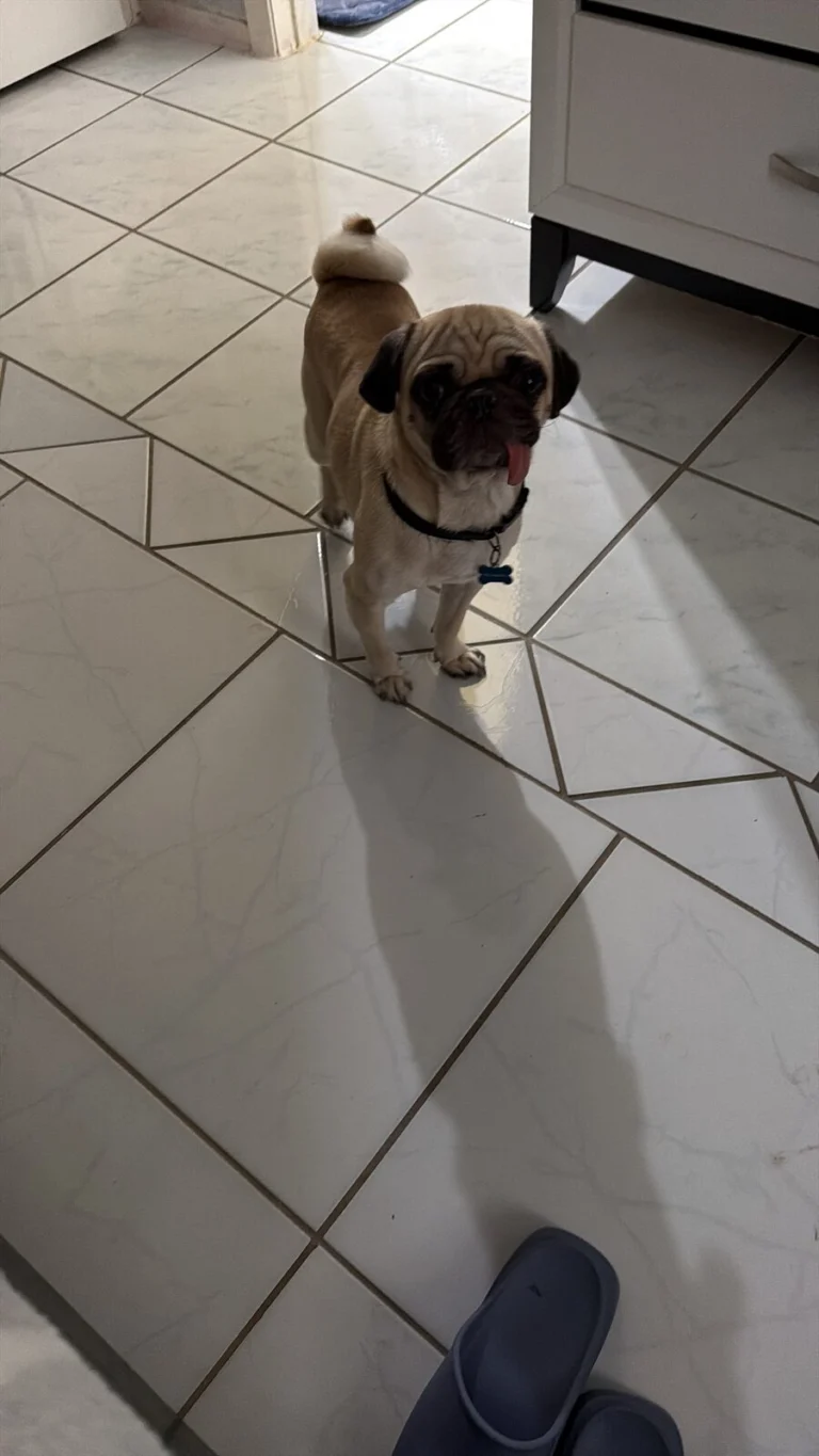 Toby, lost dog, Pug